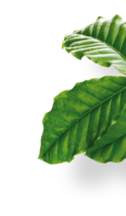 sustainability leaf image